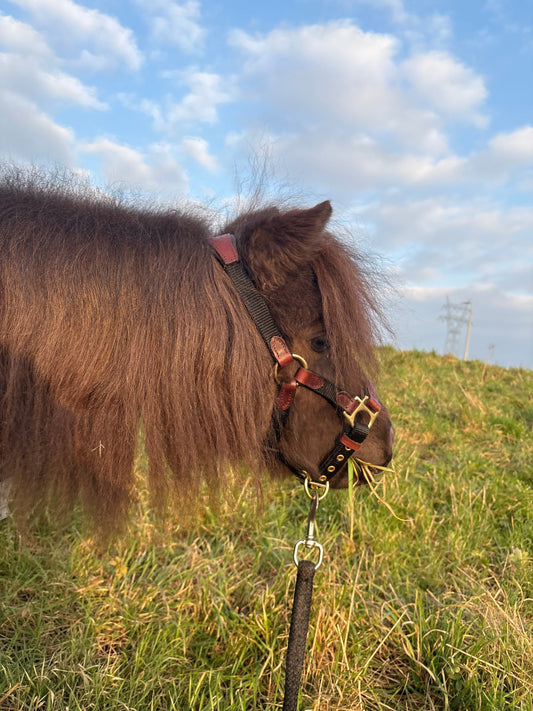 5 leuke cadeaus voor paardeneigenaren